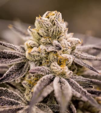 Purple Punch > 00 Seeds Bank | Feminized Marijuana   |  Indica