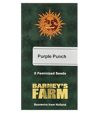 Purple Punch > Barneys Farm | Semillas feminizadas  |  Índica