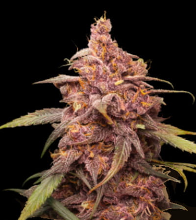 Purple Punch > Seed Stockers | Feminisierte Hanfsamen  |  Indica