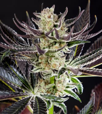 Purple Punch x Do-Si-Dos > Philosopher Seeds | Feminized Marijuana   |  hybrid