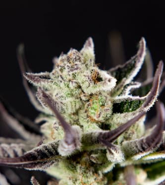 Purple Punch x Do-Si-Dos > Philosopher Seeds | Feminized Marijuana   |  hybrid