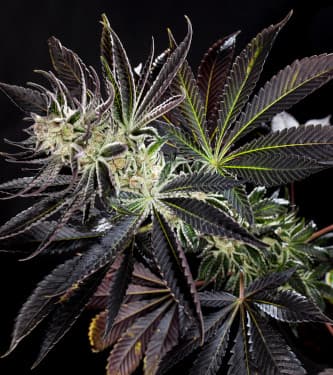 Purple Punch x Do-Si-Dos > Philosopher Seeds | Feminized Marijuana   |  hybrid