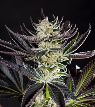 Purple Punch x Do-Si-Dos > Philosopher Seeds | Feminized Marijuana   |  hybrid