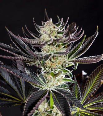 Purple Punch x Do-Si-Dos > Philosopher Seeds | Feminisierte Hanfsamen  |  Hybrid