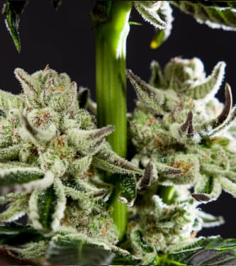 Purple Punch x Do-Si-Dos > Philosopher Seeds | Feminized Marijuana   |  hybrid