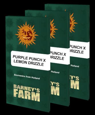 Purple Punch x Lemon Drizzle > Barneys Farm