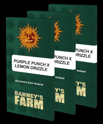 Purple Punch x Lemon Drizzle > Barneys Farm | Feminisierte Hanfsamen  |  Hybrid