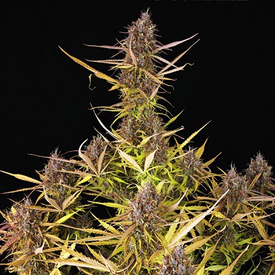 Purple Queen Automatic > Royal Queen Seeds | Autoflowering Hanfsamen  |  Indica