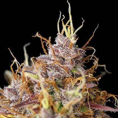 Purple Queen Automatic > Royal Queen Seeds