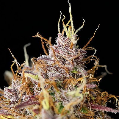 Purple Queen Automatic > Royal Queen Seeds | Semillas autoflorecientes  |  Índica