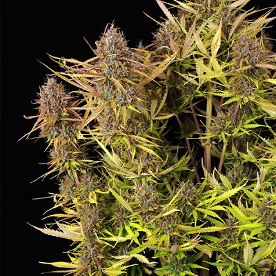 Purple Queen Automatic > Royal Queen Seeds | Autoflowering Cannabis   |  Indica