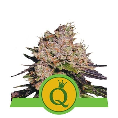 Purple Queen Automatic > Royal Queen Seeds | Semillas autoflorecientes  |  Índica