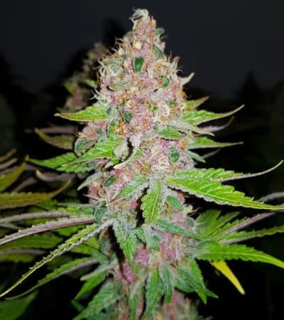 Purple Queen > Royal Queen Seeds | Feminisierte Hanfsamen  |  Indica