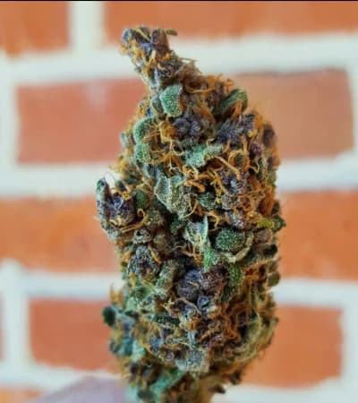 Purple Queen > Royal Queen Seeds | Feminisierte Hanfsamen  |  Indica