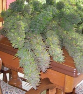 Purple Satellite > Green Mountain Seeds | Regular Marijuana   |  Sativa