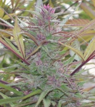 Purple Satellite > Green Mountain Seeds | Reguläre Hanfsamen  |  Sativa