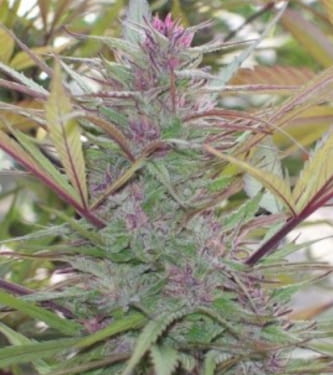 Purple Satellite > Green Mountain Seeds | Graines Normal  |  Sativa