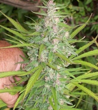 Purple Satellite > Green Mountain Seeds | Graines Normal  |  Sativa