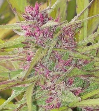 Purple Satellite > Green Mountain Seeds | Regular Marijuana   |  Sativa