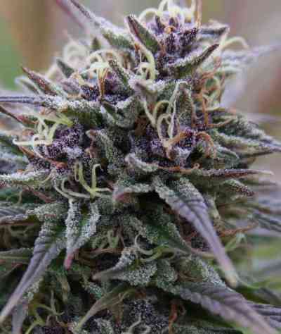 Purple Maroc Seed > Female Seeds | Cannabis seeds recommendations  |  TOP 10 Outdoor Strains