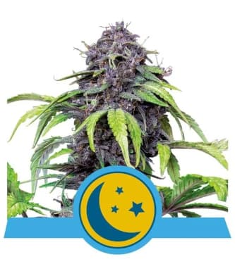 Purplematic CBD > Royal Queen Seeds | CBD cannabis seeds  |  Indica