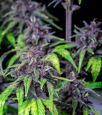 Purplematic CBD > Royal Queen Seeds | CBD cannabis seeds  |  Indica