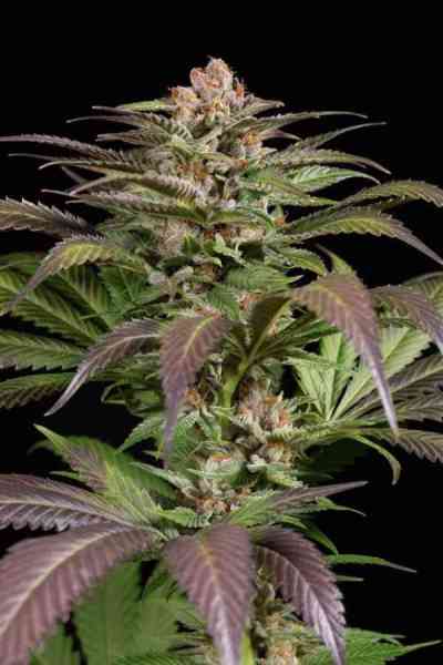 Purps #1 Seed > Dinafem | Feminized Marijuana   |  Indica