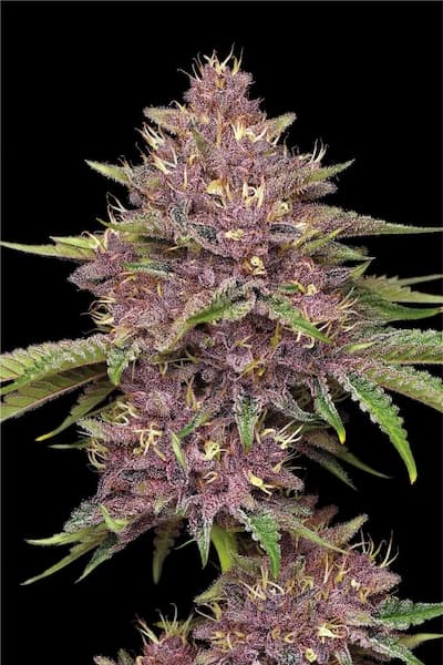 Purpz > Humboldt Seed Company | Feminized Cannabis   |  Indica