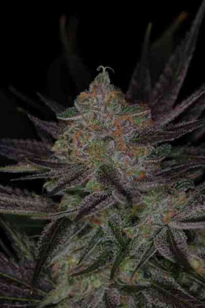 Qrazy Train > TGA Subcool Seeds | Regular Cannabis   |  Hybrid