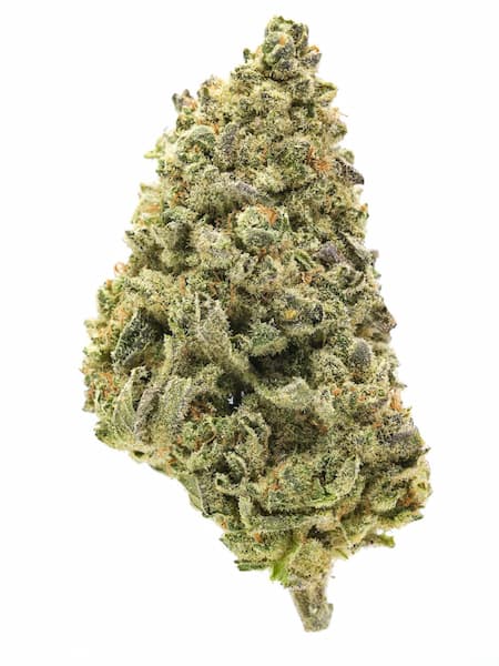 Quantum Terp F1 graines > Royal Queen Seeds | Graines de cannabis autoflo  |  Hybride