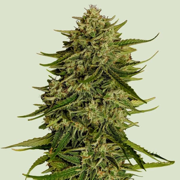 Quantum Terp F1 graines > Royal Queen Seeds | Graines de cannabis autoflo  |  Hybride