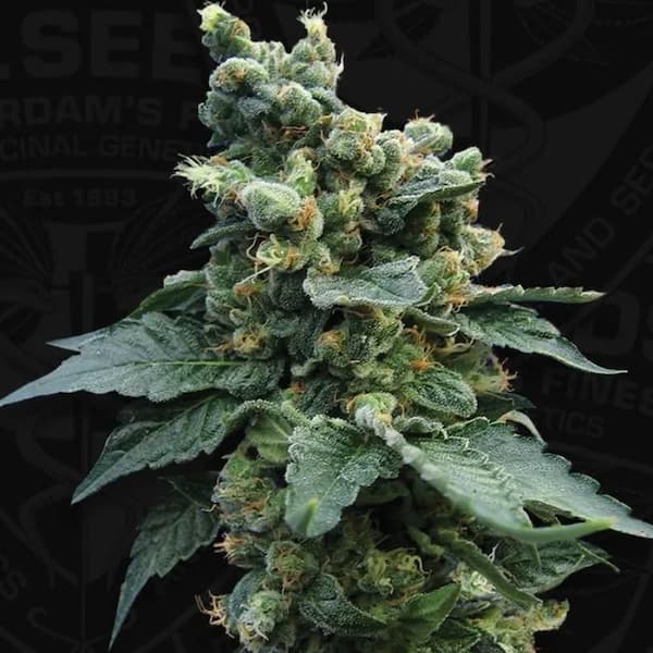 Quarter Mile Seed > T.H. Seeds | Feminized Cannabis   |  Hybrid
