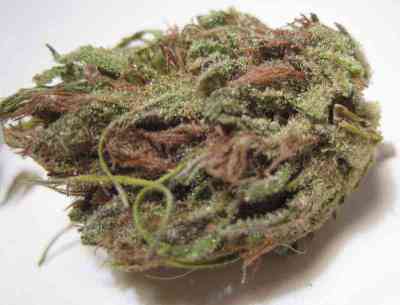 Queen Mother > Delicatessen | Semillas feminizadas  |  Sativa