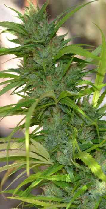 Queen Mother > Delicatessen | Feminized Marijuana   |  Sativa