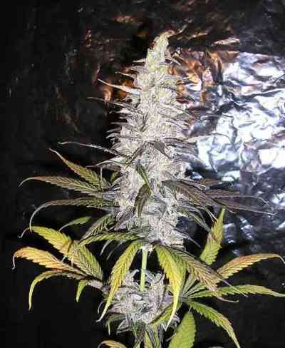 Queen Mother > Delicatessen | Feminized Marijuana   |  Sativa