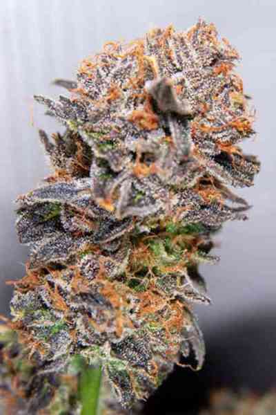 Querkle > TGA Subcool Seeds | Regular Marijuana   |  Indica