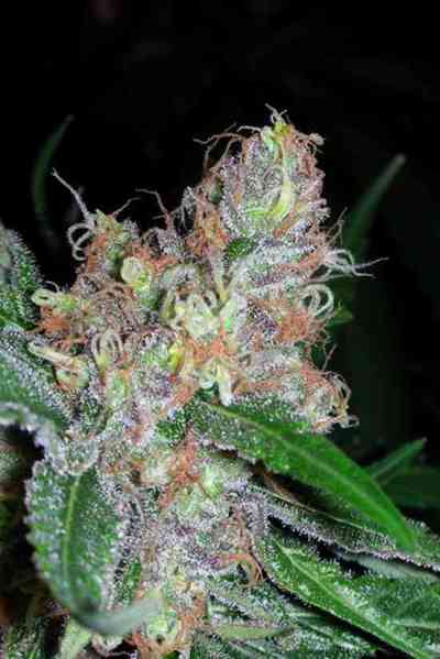 Querkle > TGA Subcool Seeds | Regular Marijuana   |  Indica