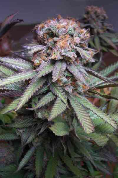 Querkle > TGA Subcool Seeds | Regular Marijuana   |  Indica