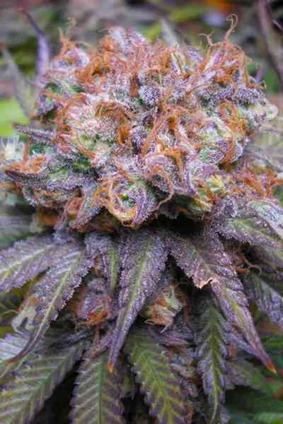 Querkle > TGA Subcool Seeds | Regular Cannabis   |  Indica