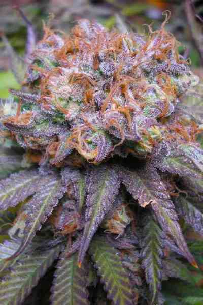 Querkle > TGA Subcool Seeds | Graines Normal  |  Indica