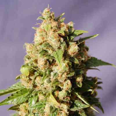 Kiss > Kannabia Seeds | Feminized Marijuana   |  Indica