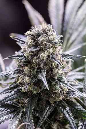 Quick Dinamed CBD > Dinafem Seeds | Medical cannabis seeds (CBD)  |  Hybrid