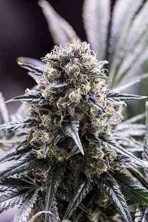 Quick Dinamed CBD > Dinafem Seeds | CBD Hanfsamen  |  Hybrid