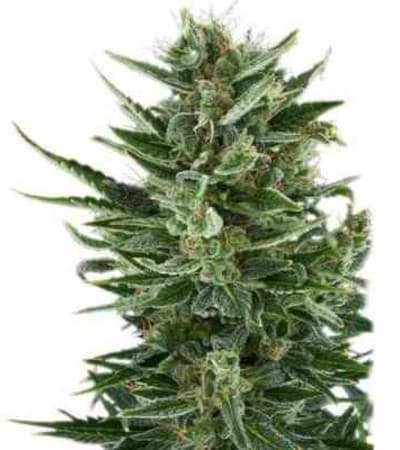 Quick One > Royal Queen Seeds | Autoflowering Cannabis   |  Indica