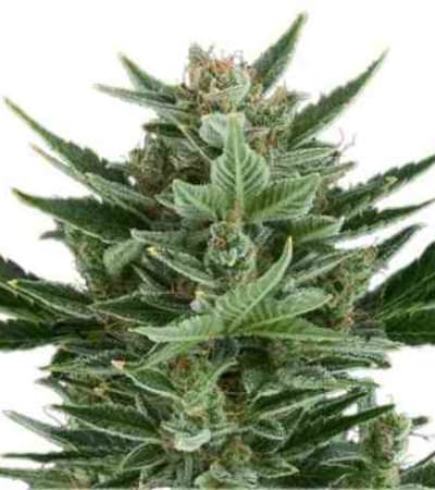 Quick One > Royal Queen Seeds | Autoflowering Cannabis   |  Indica