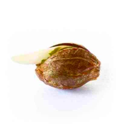 Quick One > Royal Queen Seeds | Semillas autoflorecientes  |  Indica