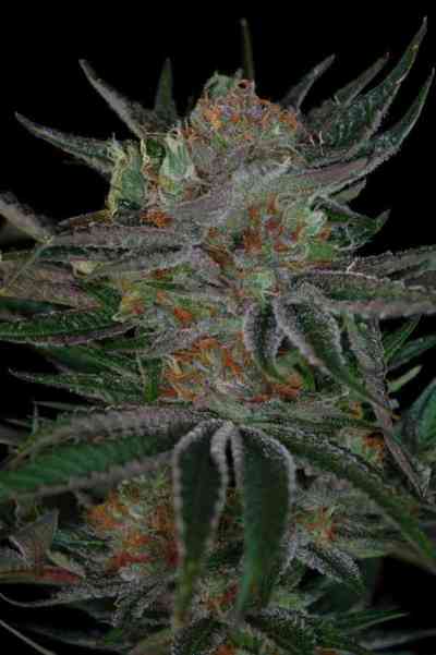 Qush > TGA Subcool Seeds | Regular Marijuana   |  Indica