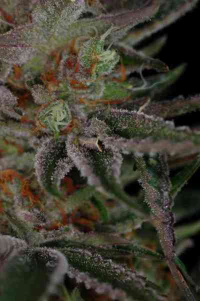 Qush > TGA Subcool Seeds | Graines Normal  |  Indica