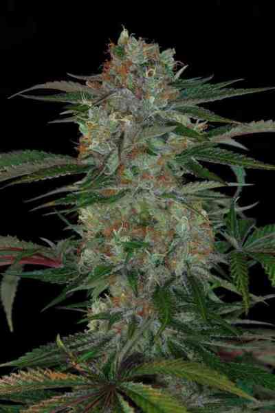 Qush > TGA Subcool Seeds | Regular Marijuana   |  Indica