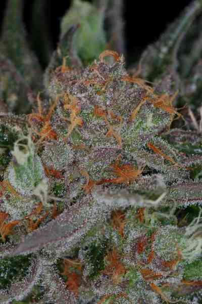 Qush > TGA Subcool Seeds | Regular Marijuana   |  Indica